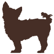 DOGS | Huskies | Wolves | Coyotes